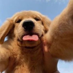 Meet your Posher, Isabella